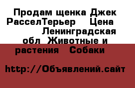 Продам щенка Джек РасселТерьер. › Цена ­ 15 000 - Ленинградская обл. Животные и растения » Собаки   